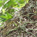 Taeniophyllum - Photo (c) mattward, some rights reserved (CC BY-NC), uploaded by mattward