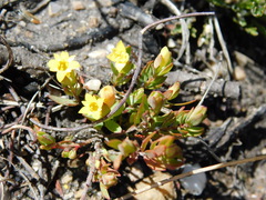 Gnidia juniperifolia