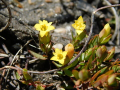 Gnidia juniperifolia