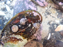 Micrelenchus tessellatus