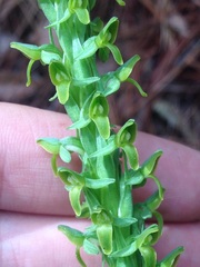 Platanthera limosa