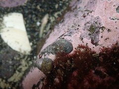 Micrelenchus tessellatus