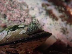 Micrelenchus tessellatus