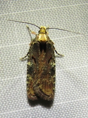 Agonopterix liturosa