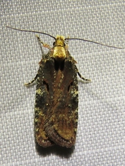Agonopterix liturosa
