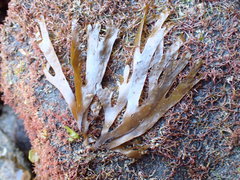 Gracilaria truncata