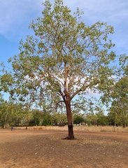 Corymbia foelscheana