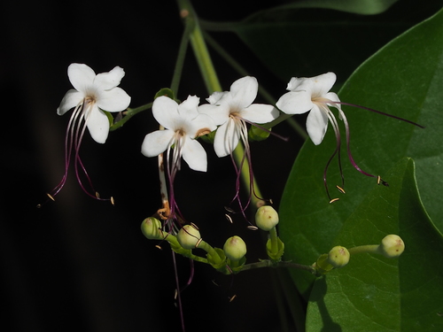 scrambling clerodendrum