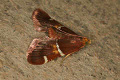 Pyralis kacheticalis