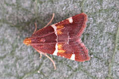 Pyralis kacheticalis