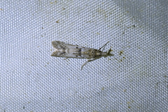 Eudonia leptalaea