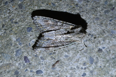Ichneutica mutans