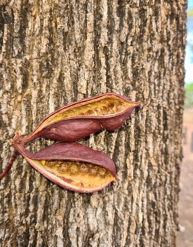 Image of Brachychiton diversifolius by (c) Ben Lewis, some rights reserved (CC BY)