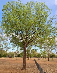 Brachychiton diversifolius