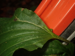 Phytomyza griffithsi