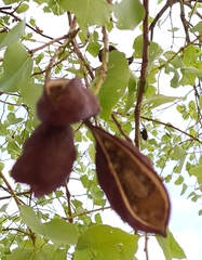 Brachychiton diversifolius