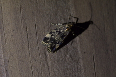 Barea codrella