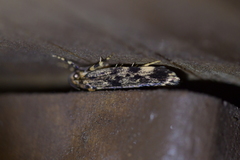Barea codrella