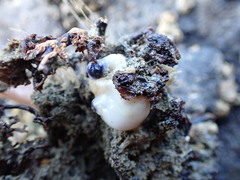 Asterocarpa coerulea