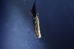 Orocrambus flexuosellus