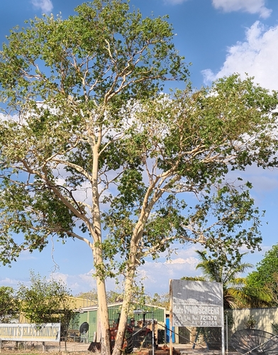 Large-leaved Cabbage Gum (Corymbia grandifolia)