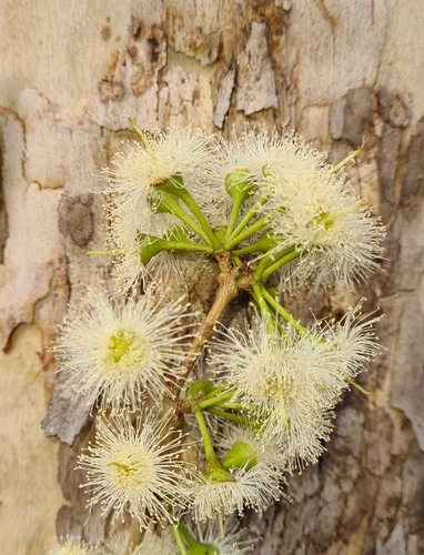 Image of Corymbia grandifolia by (c) Ben Lewis, some rights reserved (CC BY)