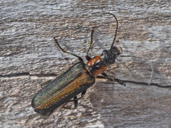 Anogcodes rufiventris