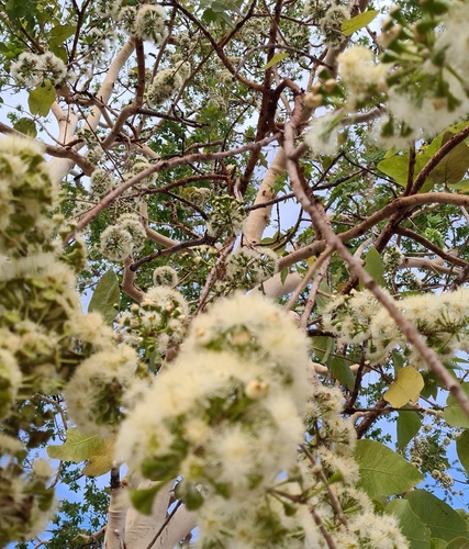 Image of Corymbia grandifolia by (c) Ben Lewis, some rights reserved (CC BY)
