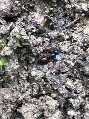 Camponotus ligniperda