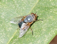 Calliphora augur