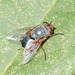Lesser Brown Blowfly - Photo (c) Reiner Richter, some rights reserved (CC BY-NC-SA), uploaded by Reiner Richter