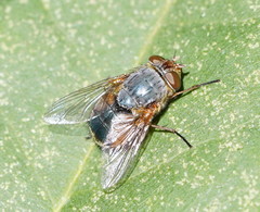 Calliphora augur