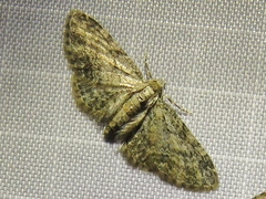 Eupithecia inturbata