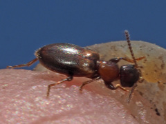Omonadus floralis
