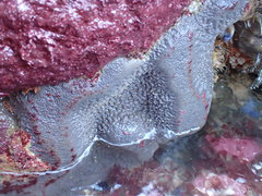 Stelletta sandalinum