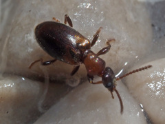 Omonadus floralis