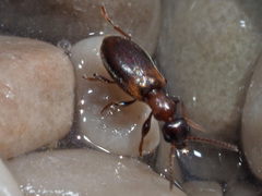 Omonadus floralis