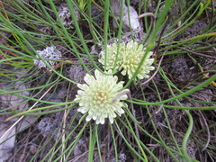 Petrophile longifolia