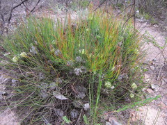 Petrophile longifolia