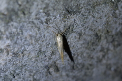 Stathmopoda horticola