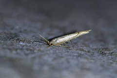 Stathmopoda horticola