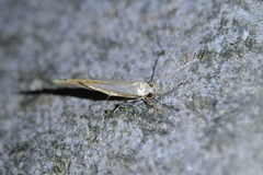 Stathmopoda horticola