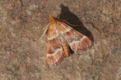 Stemmatophora combustalis