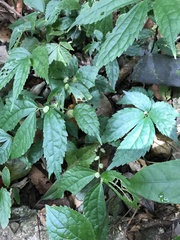 Elatostema cyrtandrifolium