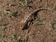 Agama armata