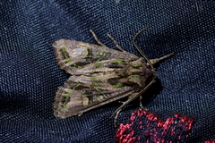 Ichneutica insignis