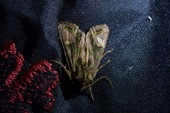 Ichneutica insignis