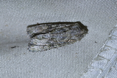 Ichneutica mutans