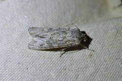 Ichneutica mutans