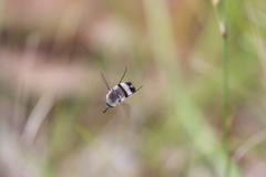 Meomyia sericans